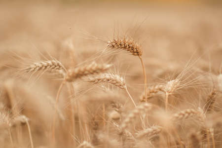 golden wheat field and sunny dayの写真素材
