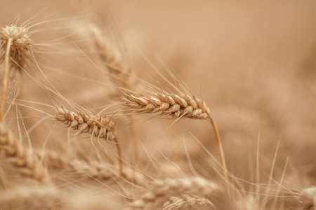 golden wheat field and sunny dayの写真素材