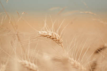golden wheat field and sunny dayの写真素材