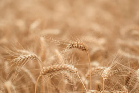 golden wheat field and sunny dayの写真素材