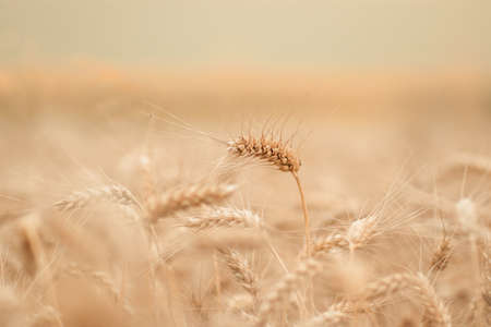 golden wheat field and sunny dayの写真素材