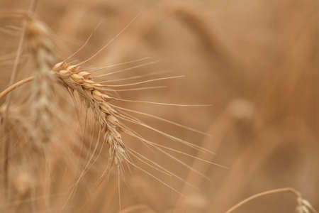 golden wheat field and sunny dayの写真素材