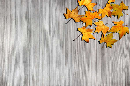 dried leaves on white wood backgroundの写真素材