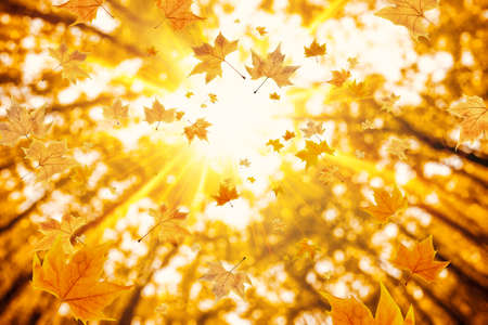 Beautiful autumn landscape with yellow trees and sun. Colorful foliage in the park. Falling leaves natural backgroundの写真素材