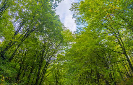 Trees in a green forestの写真素材