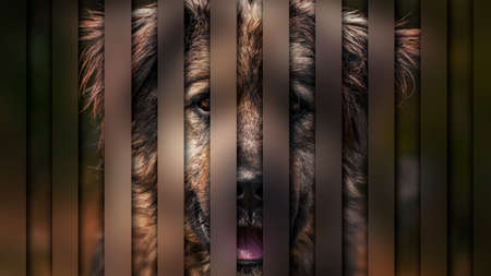 sad homeless dog face sitting on the street with blurred backgroundの写真素材