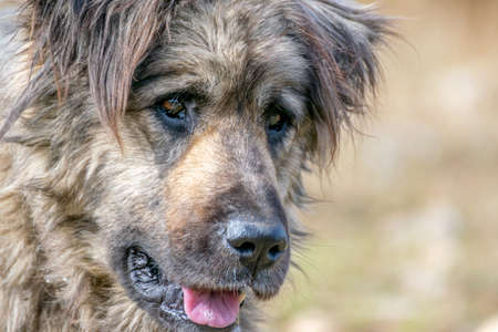 sad homeless dog face sitting on the street with blurred backgroundの写真素材