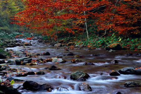 Autumn creek woods with yellow trees foliage and rocks