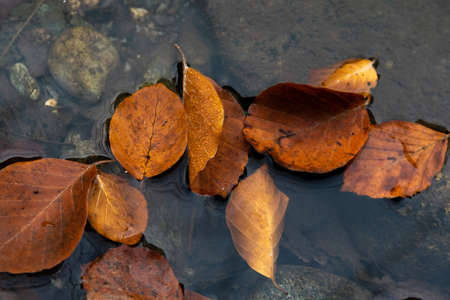 Colourful fall leaves in pond lake water, floating autumn leaf. Fall season leaves in rain puddle. Sunny autumn day foliage. October weather, november nature background. Beautiful reflection in water.の写真素材