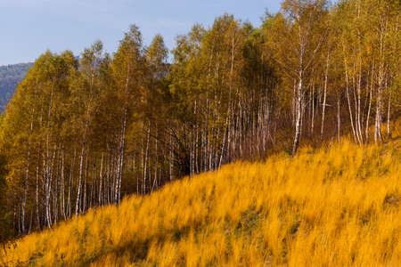Autumn in the Trees Leaves Turned Bright Yellow Vibrant Seasonal Colorの写真素材