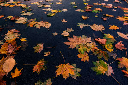 Autumn yellow dry oak leaves on asphalt.の写真素材