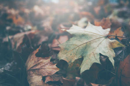 closeup heap of red dry leaves in a forest at the sunset, autumn nature backgroundの写真素材