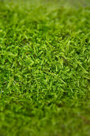 The texture of tree bark with moss. Old tall trees with moss in forest. Trees with green leaves in forest.の写真素材