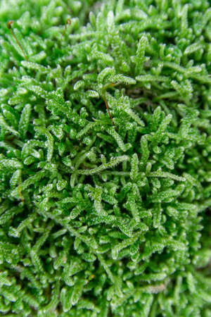 The texture of tree bark with moss. Old tall trees with moss in forest. Trees with green leaves in forest.の写真素材