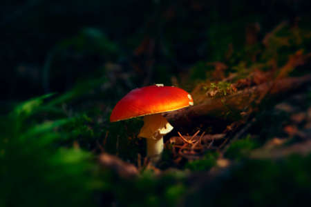 Classic red toadstool, Amanita muscaria mushrom in the autumn forest.の写真素材