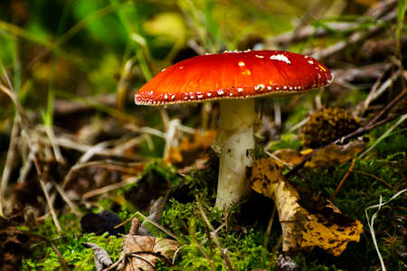 Classic red toadstool, Amanita muscaria mushrom in the autumn forest.の写真素材