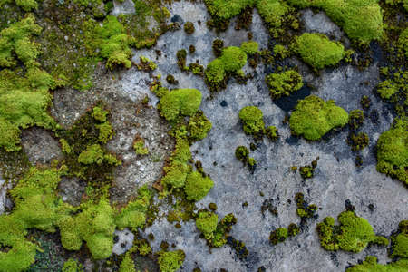 The texture of tree bark with moss. Old tall trees with moss in forest. Trees with green leaves in forest.の写真素材
