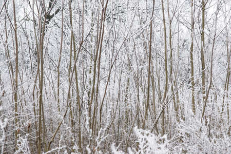 Snow on the tree branches. Winter View of trees covered with snow. The severity of the branches under the snow.の写真素材