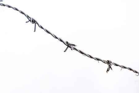 Barbed wire on white background. Barbed wire covered by snow.の写真素材