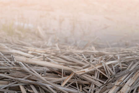 Unwrought dried reed on the lake shore background.の写真素材