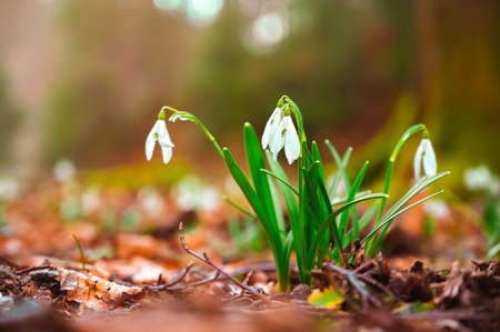 Beautiful white snowdrop flowers growing in the forestの写真素材