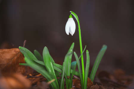 Beautiful white snowdrop flowers growing in the forestの写真素材