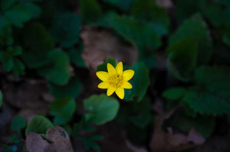 A small yellow flower is growing between the green grass or leafs