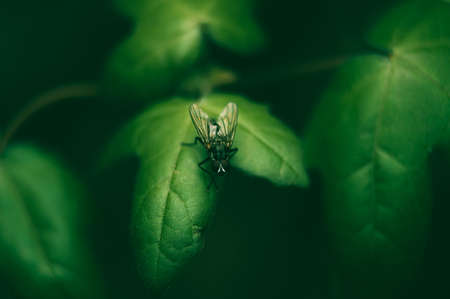 Macro of a dark striped hairy caucasian fly sitting on a green fluffy leaf in springの写真素材