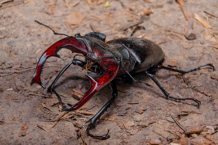 Beetle cyclommatus elaphus, Beetle close up.Macro shot.の写真素材