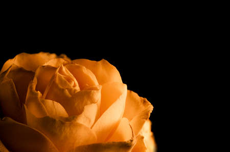 close up of orange rose petals. macro shot.の写真素材