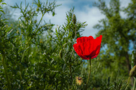 Poppy flower or papaver rhoeas poppy with the lightの写真素材