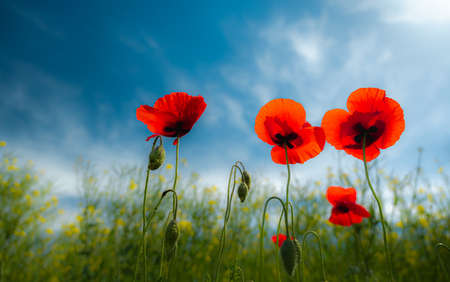 Poppy flower or papaver rhoeas poppy with the lightの写真素材