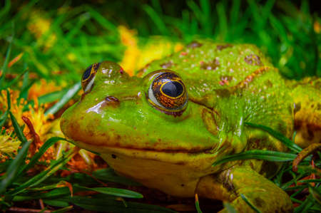 Adult green frog sitting in grass looking toward the camera.