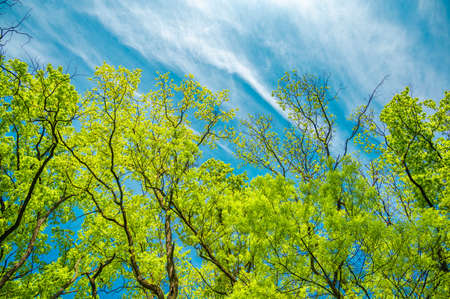 The canopy of tall trees framing a clear blue sky, with the sun shining throughの写真素材