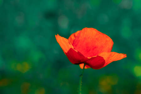Poppy flower or papaver rhoeas poppy with the lightの写真素材