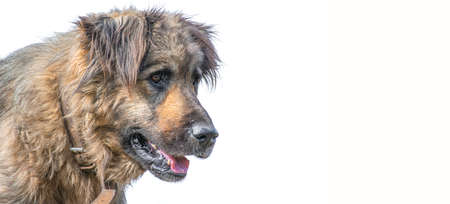 sad homeless dog face sitting on the street with blurred background.empty space for textの写真素材