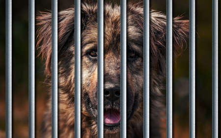 sad homeless dog face sitting on the street with blurred backgroundの写真素材