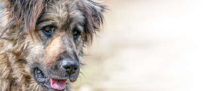 sad homeless dog face sitting on the street with blurred background.empty space for textの写真素材