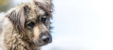 sad homeless dog face sitting on the street with blurred background.empty space for textの写真素材