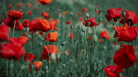 Beautiful field of red poppies in the sunset light.の写真素材
