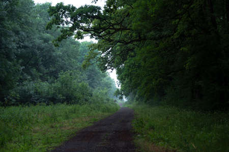 Winding gravel road through sunny green Forest illuminated by sunbeams through mistの写真素材