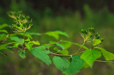 Texture of green leaves of young plant for background or decorative.の写真素材