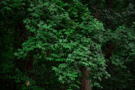 Texture of green leaves of young plant for background or decorative.の写真素材