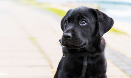 A pure bred black Labrador retriever puppy playing outsideの写真素材