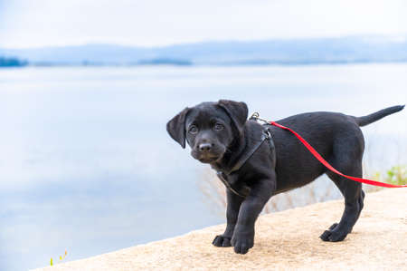 A pure bred black Labrador retriever puppy playing outsideの写真素材