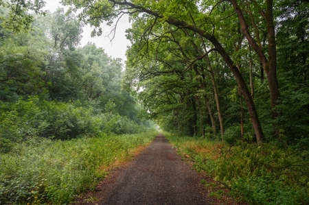 Winding gravel road through sunny green Forest illuminated by sunbeams through mistの写真素材