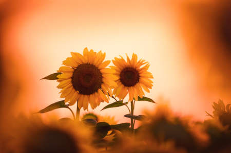 field of blooming sunflowers on a background sunsetの写真素材