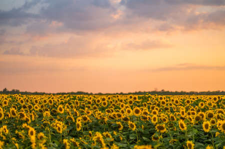 field of blooming sunflowers on a background sunsetの写真素材