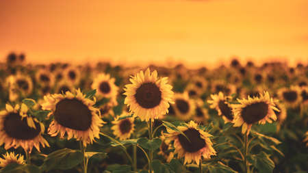 field of blooming sunflowers on a background sunsetの写真素材