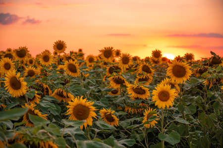 field of blooming sunflowers on a background sunsetの写真素材